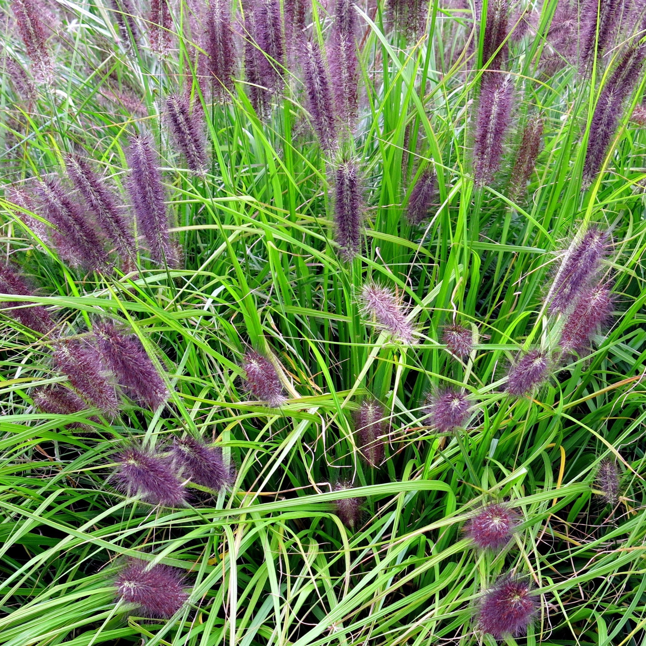 Pennisetum alopecuroides 'Red Head' - Red Head Fountain Grass