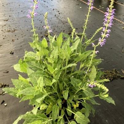 Salvia x sylvestris 'Mainacht’  - May Night Wood Sage