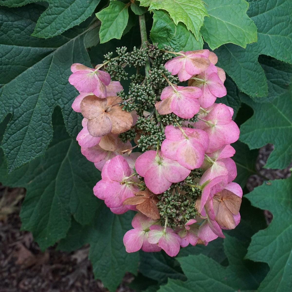 Hydrangea quercifolia 'Snow Queen'  - Snow Queen Hydrangea