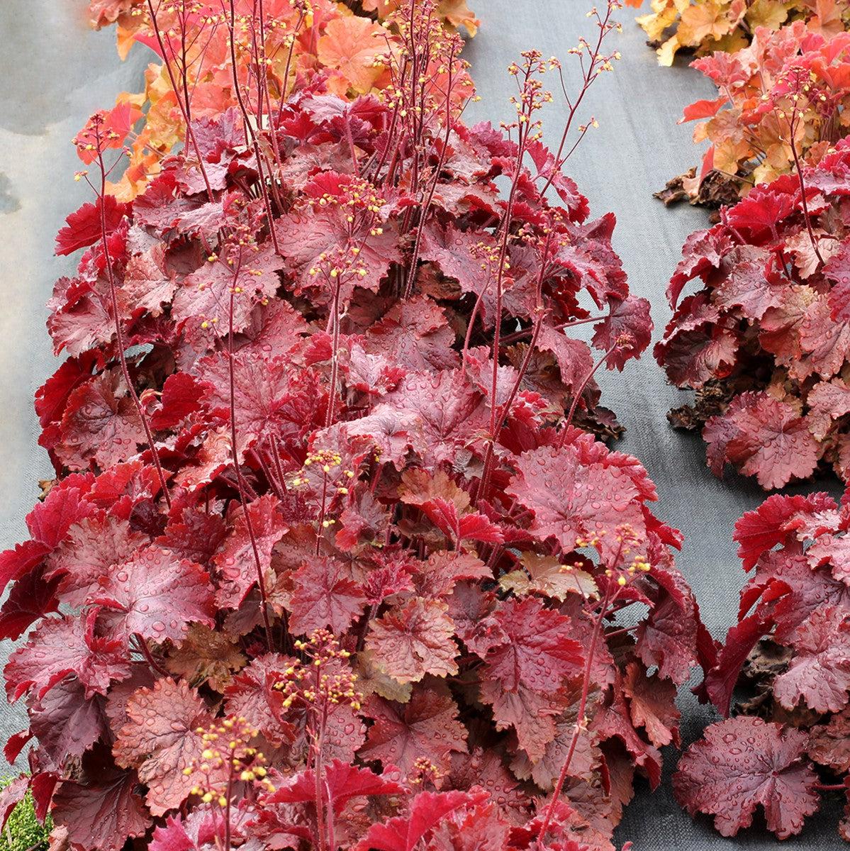 Heuchera x 'TNHEUNER' PP #29,420  - Northern Exposure™ Red Heuchera