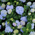 Hydrangea macrophylla 'COF HM1  - Azure Skies™ Hydrangea