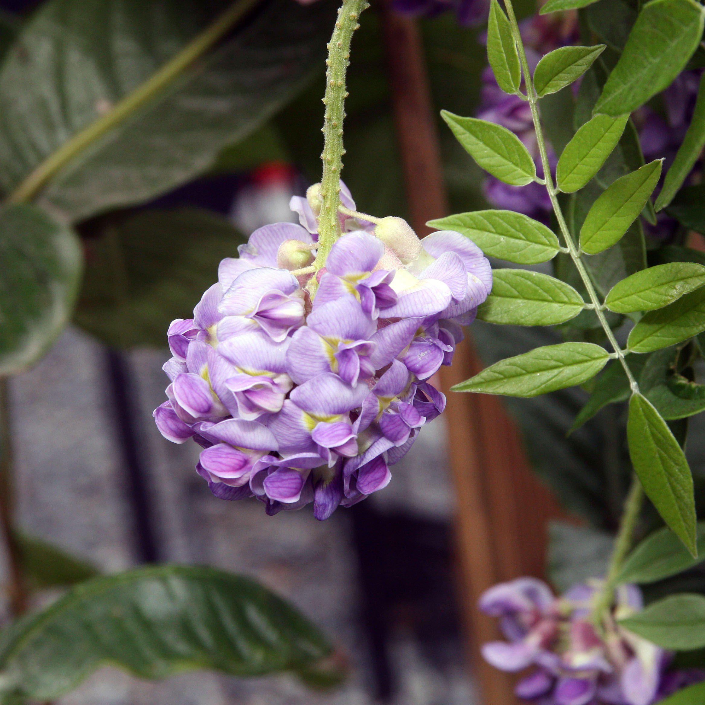 Wisteria frutescens 'Amethyst Falls'  - Amethyst Falls Wisteria