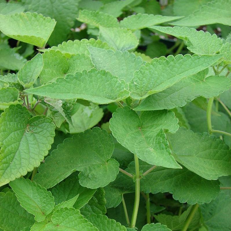 Agastache foeniculum  - Anise Purple Hyssop