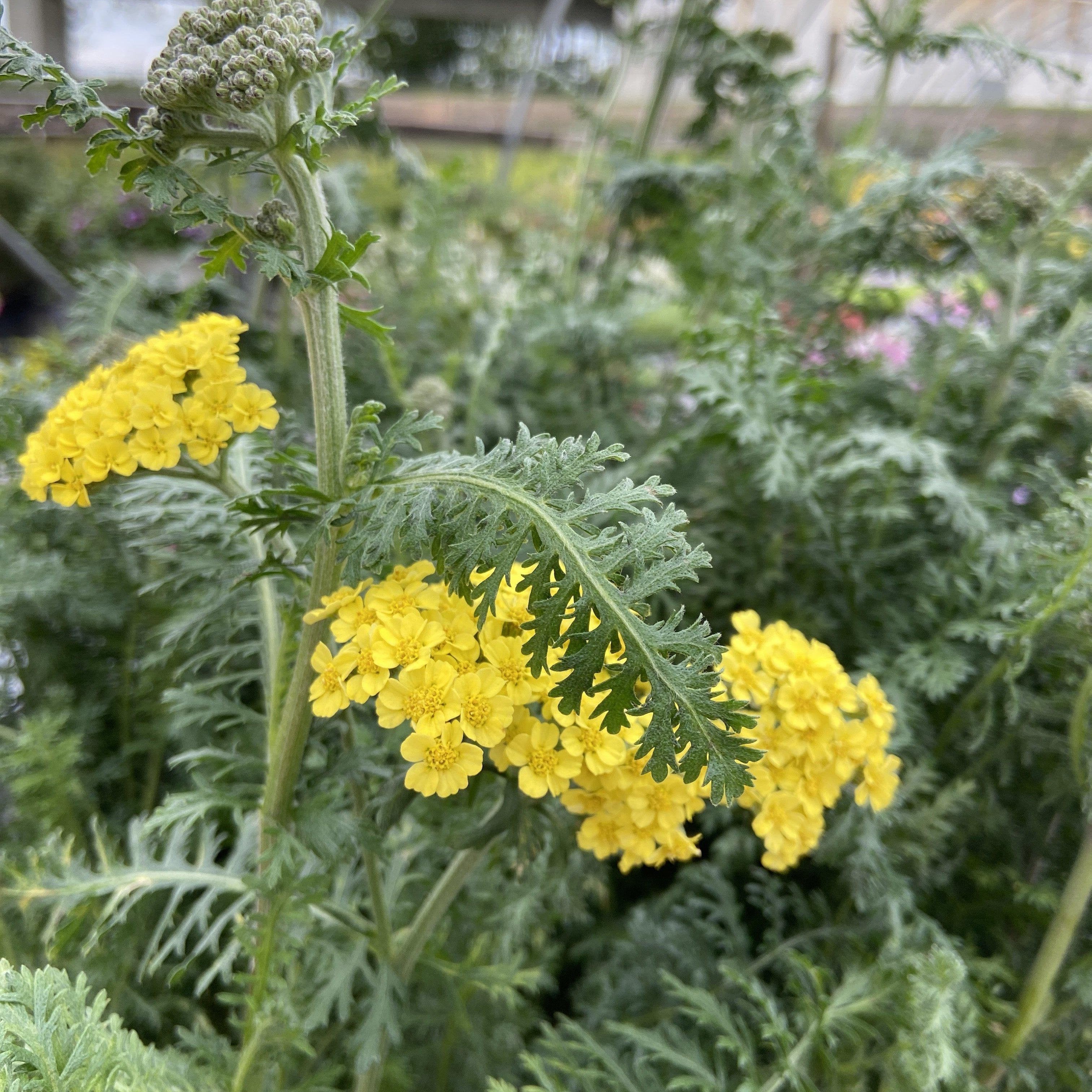 Achillea ’Firefly Sunshine’  - Firefly Sunshine Yarrow
