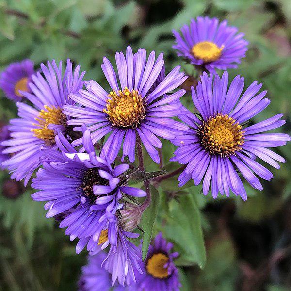 Aster novae-angliae 'Kickin Purple'  - Kickin® Purple New England Aster
