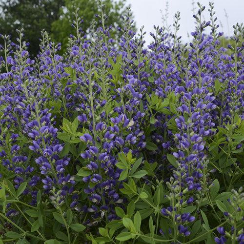 Baptisia 'Blueberry Sundae'  - Decadence® Blueberry Sundae False Indigo