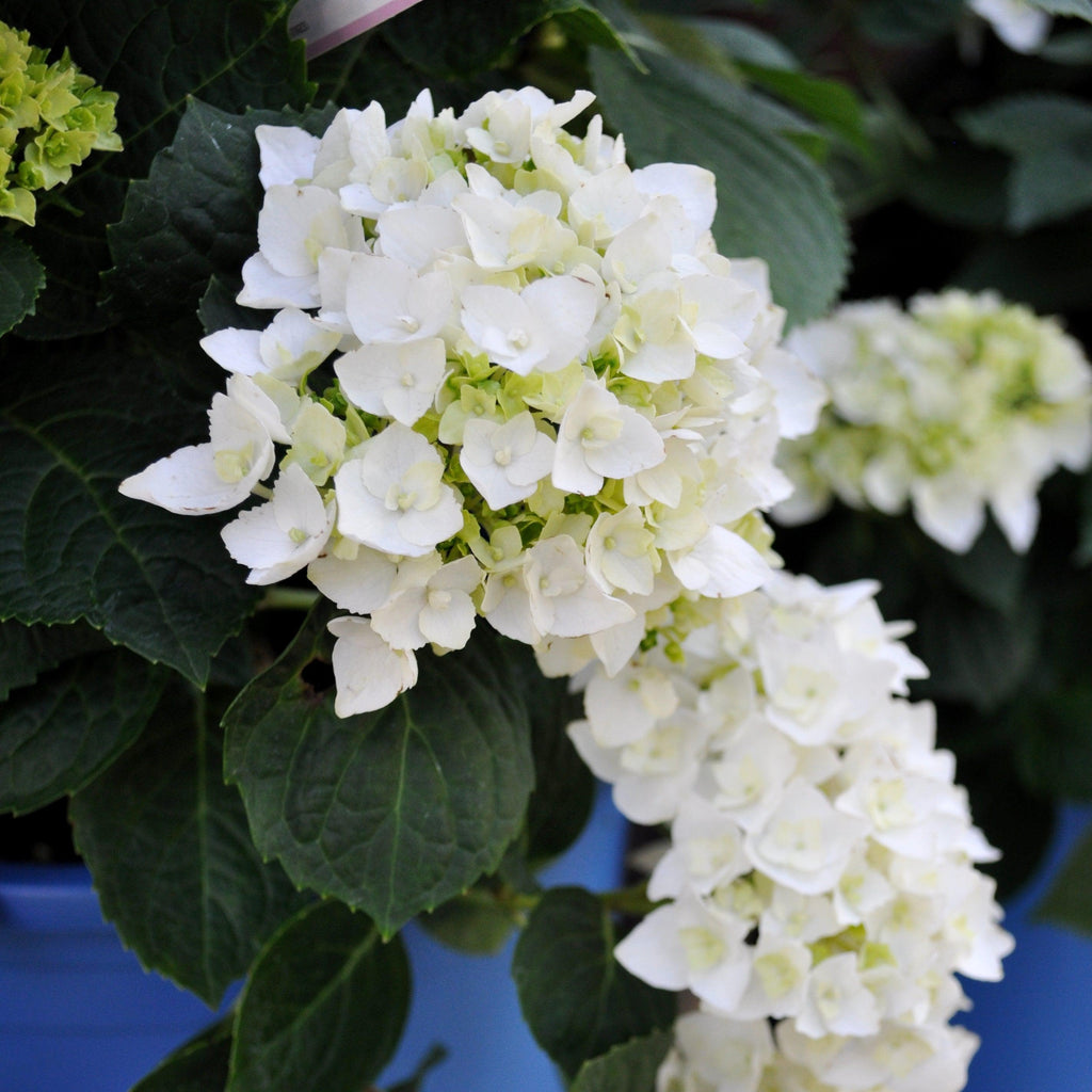 Hydrangea macrophylla 'Blushing Bride'  - Endless Summer® Blushing Bride® Hydrangea