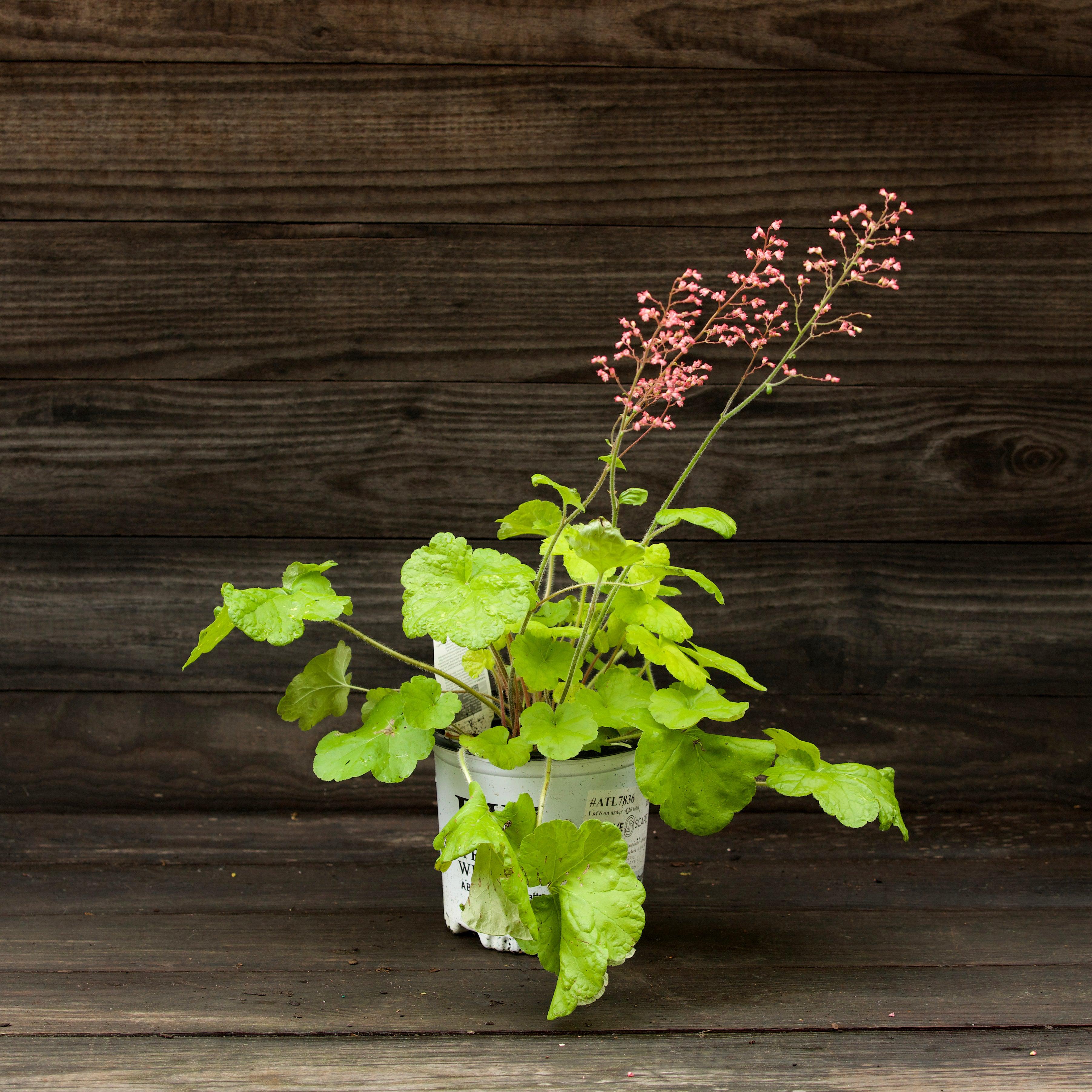 Heuchera 'Pistachio Ambrosia'  - Primo® Pistachio Ambrosia Heuchera