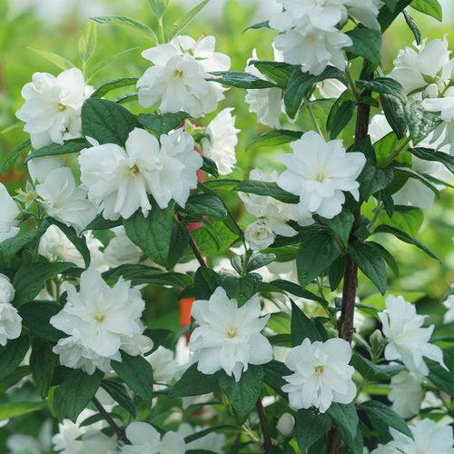 Philadelphus coronarius 'SMNPBD'  - Illuminati Arch® Mockorange