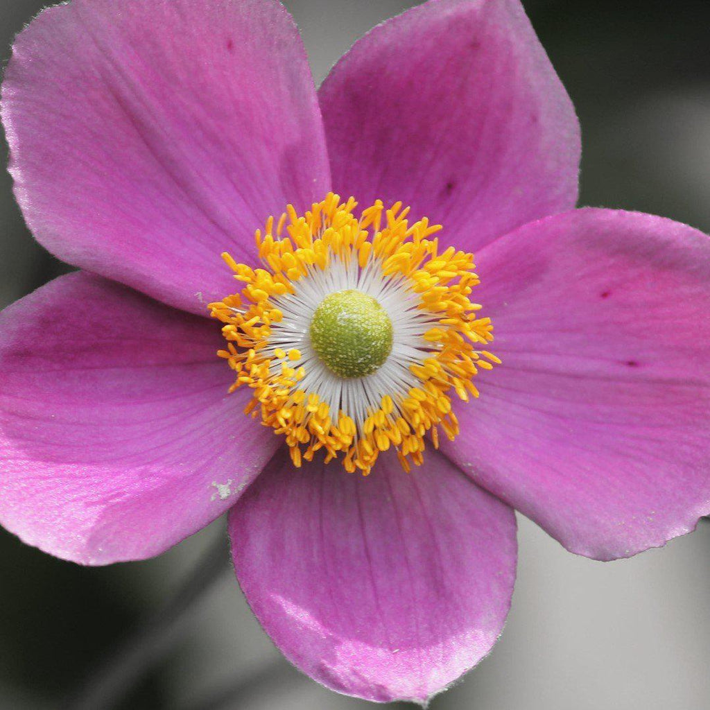 Anemone 'Red Riding Hood'  - Fantasy™ Red Riding Hood Anemone