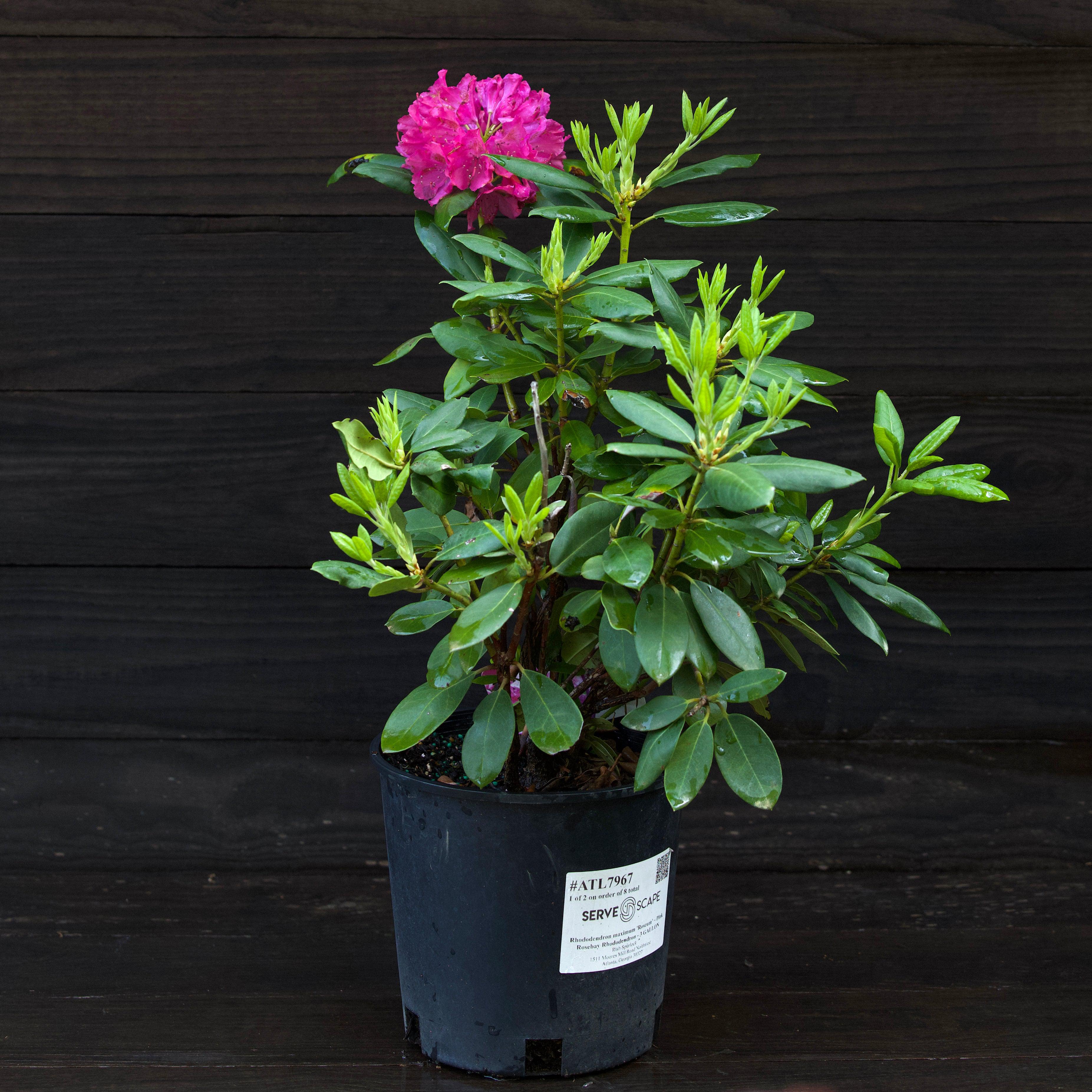 Rhododendron maximum 'Roseum'  - Pink Rosebay Rhododendron