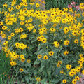 Rudbeckia hirta  - Black-Eyed Susan