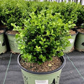 Buxus ‘SB 108’ PP28888  - NewGen™ Independence®  Boxwood