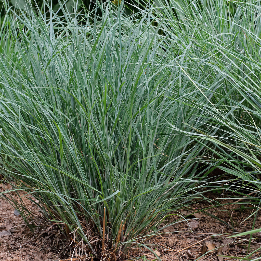 Schizachyrium scoparium 'Twilight Zone' PP27432  - Twilight Zone Little Bluestem