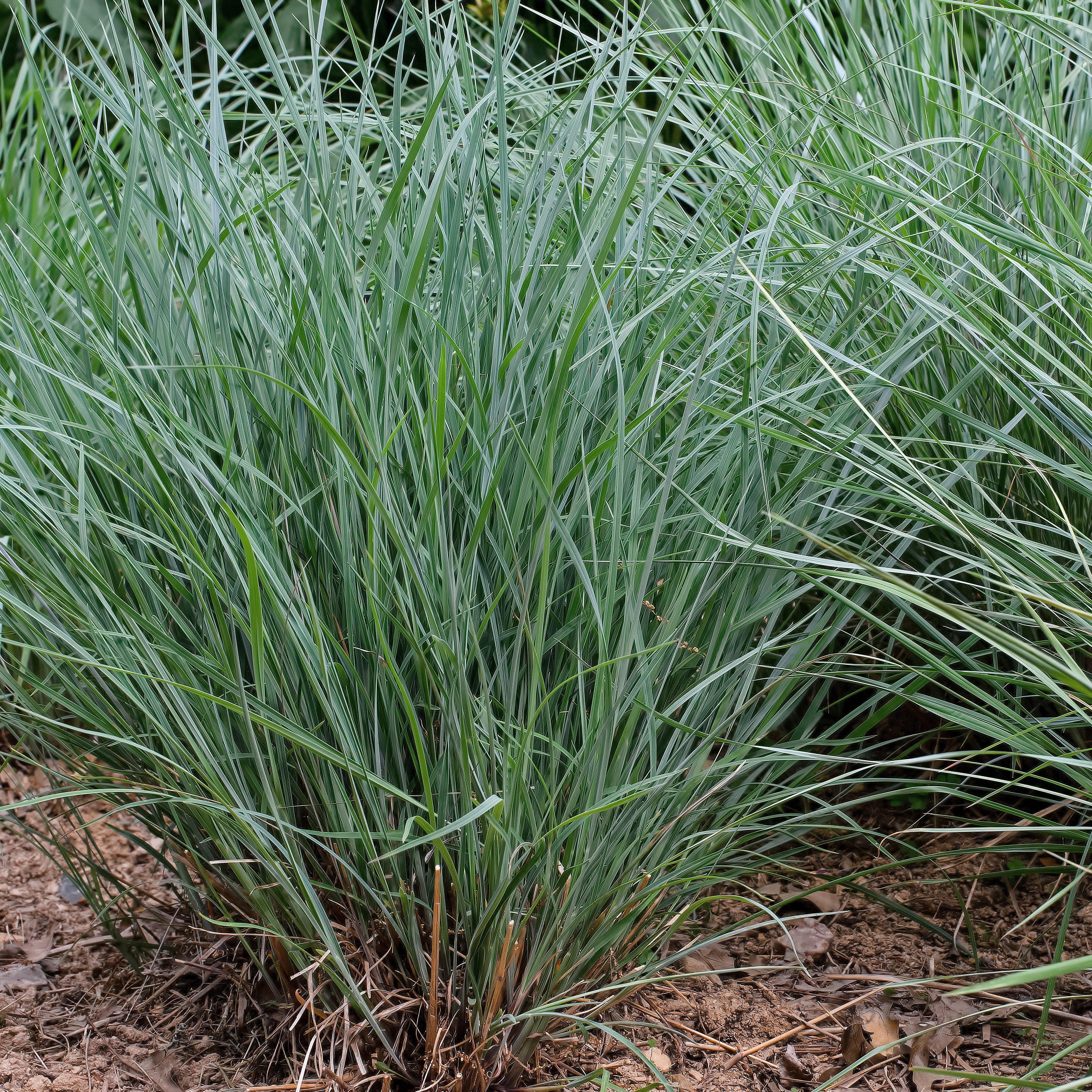 Schizachyrium scoparium 'Twilight Zone' PP27432  - Twilight Zone Little Bluestem