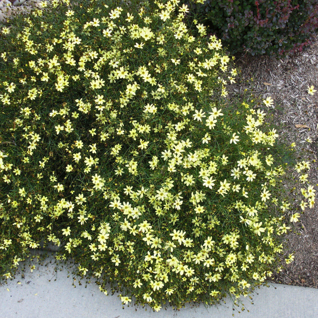 Coreopsis verticillata 'Moonbeam'  - Moonbeam Threadleaf Coreopsis