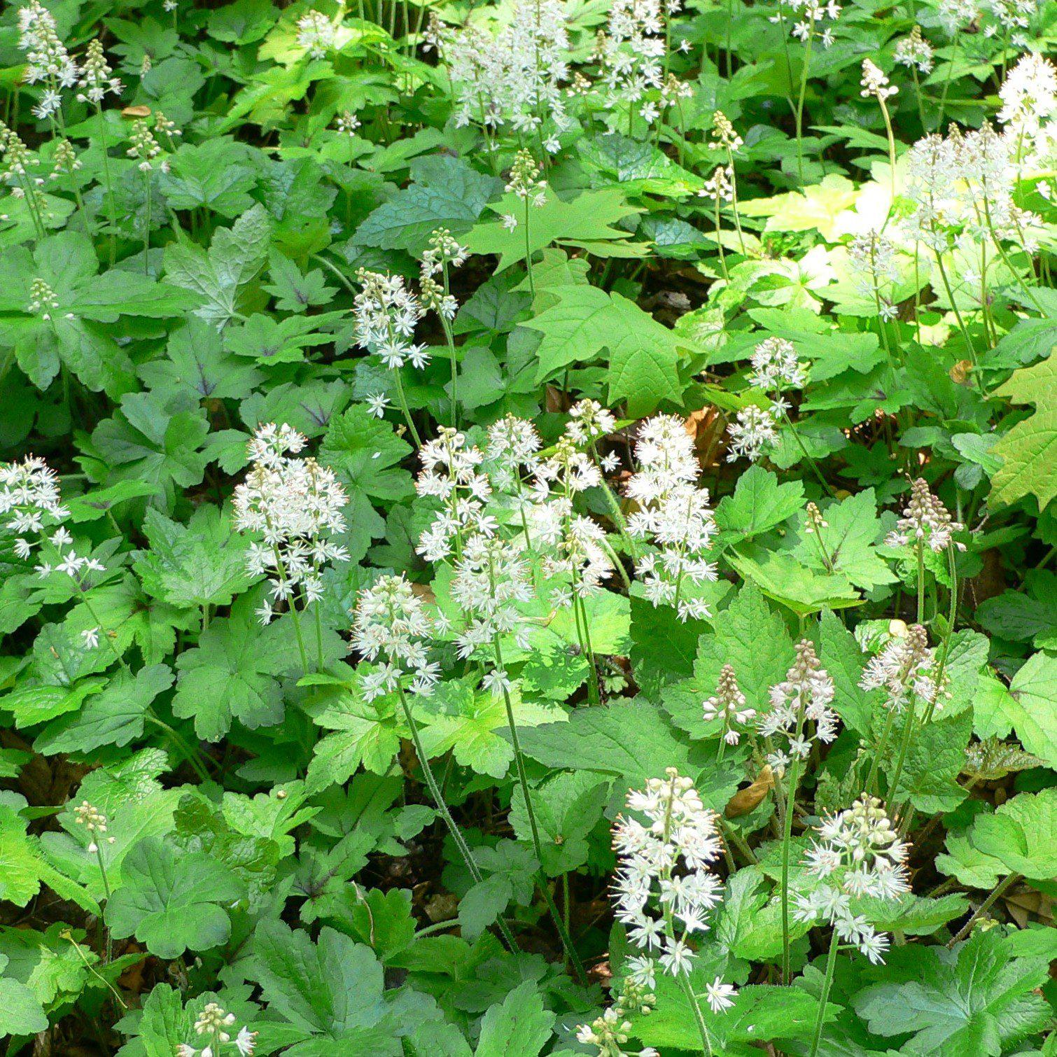 Tiarella cordifolia  - Foam Flower
