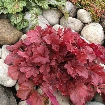 Heuchera x 'TNHEUNER' PP #29,420  - Northern Exposure™ Red Heuchera