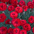 Dianthus 'Maraschino'  - Fruit Punch® Maraschino Dianthus