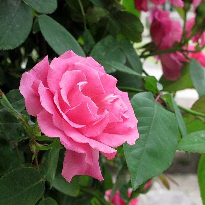 Rosa 'Zéphirine Drouhin'  - Zéphirine Drouhin Rose