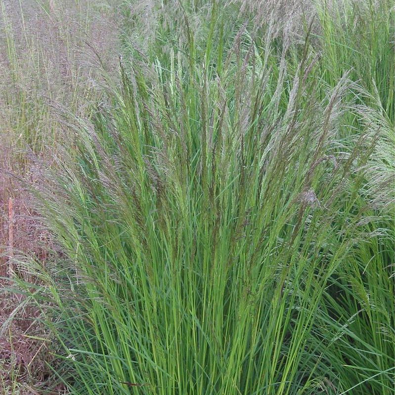 Deschampsia cespitosa  - Tufted Hairgrass