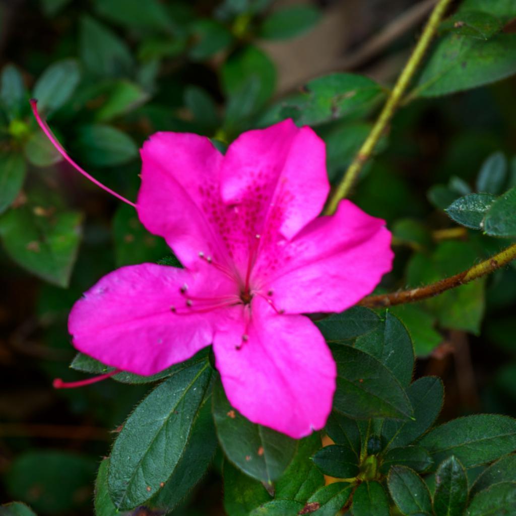 Rhododendron 'Conlec'  - Encore® Autumn Royalty™ Azalea