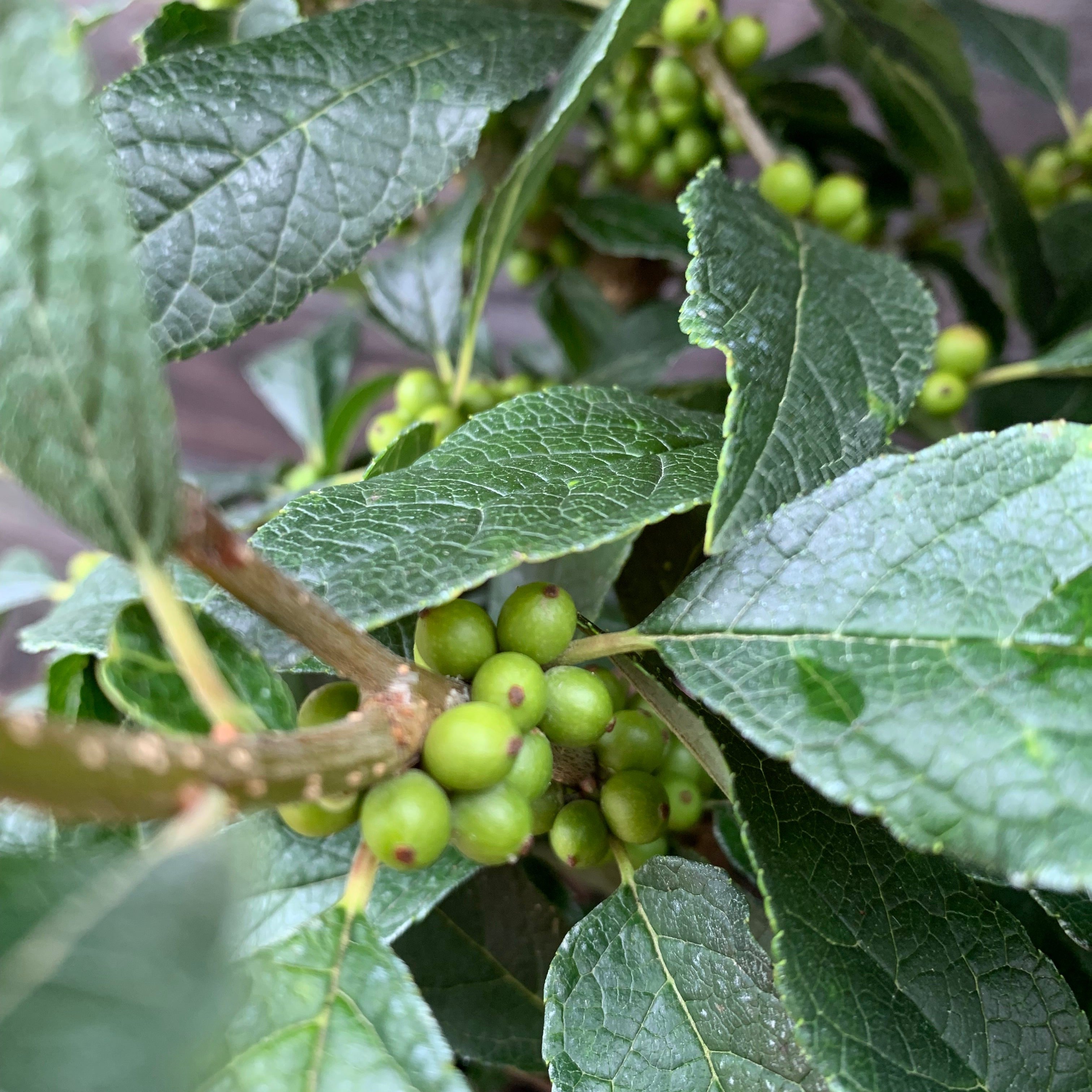Ilex verticillata 'Winter Red'  - Winter Red Winterberry