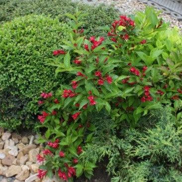 Weigela x 'Slingco 2'  - Bloomin' Easy® Maroon Swoon® Weigela