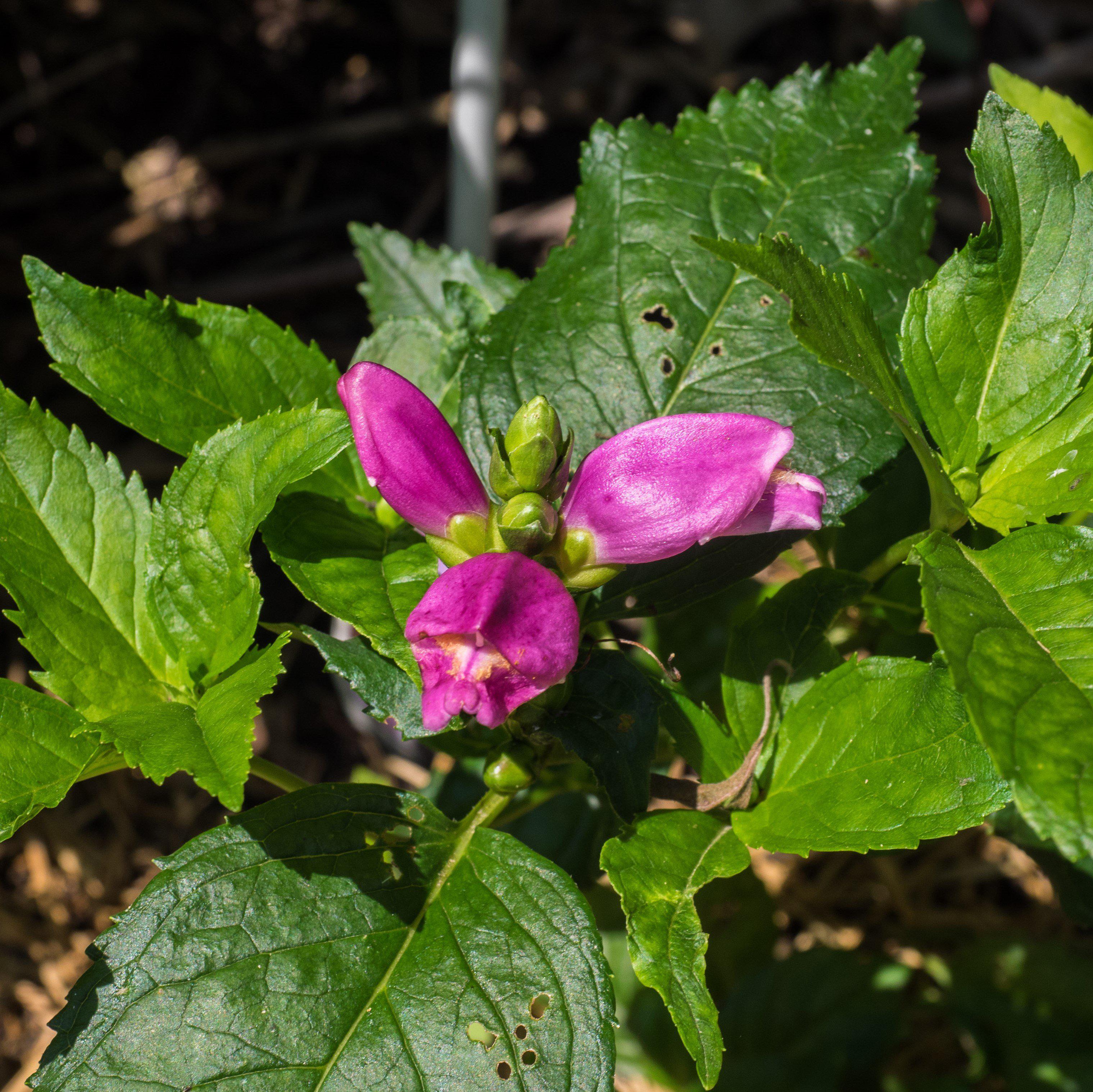 Chelone lyonii 'Hot Lips'  - Hot Lips Turtlehead