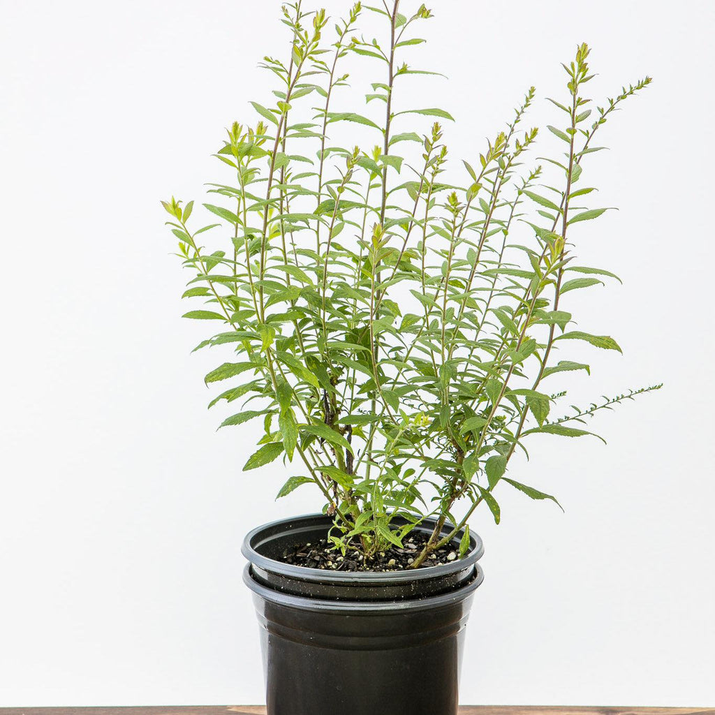 Solidago rugosa 'Fireworks'  - Fireworks Goldenrod