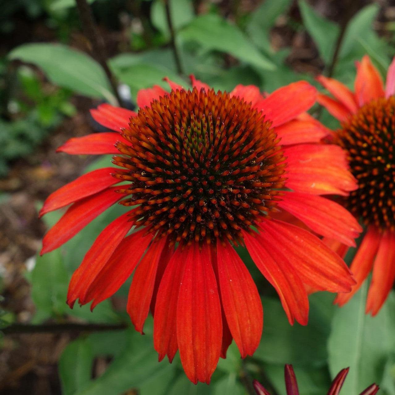 Echinacea 'Panama Red'  - Panama® Red Coneflower