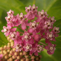 Asclepias incarnata  - Swamp Milkweed, Rose Milkweed