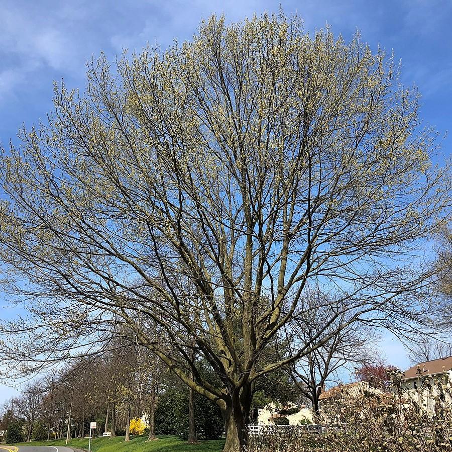 Quercus rubra  - Northern Red Oak