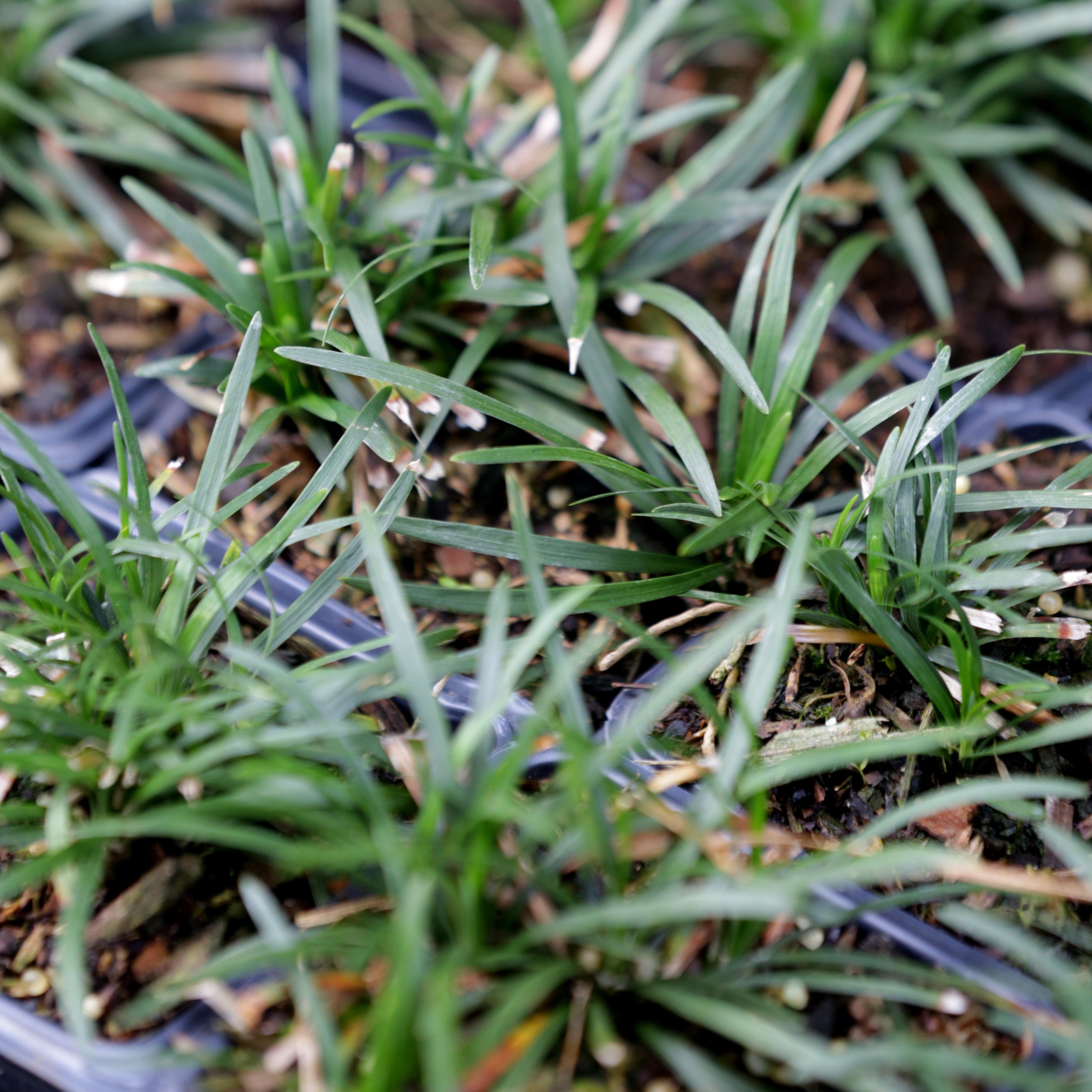 Ophiopogon japonicus 'Nanus'  - Dwarf Mondo Grass