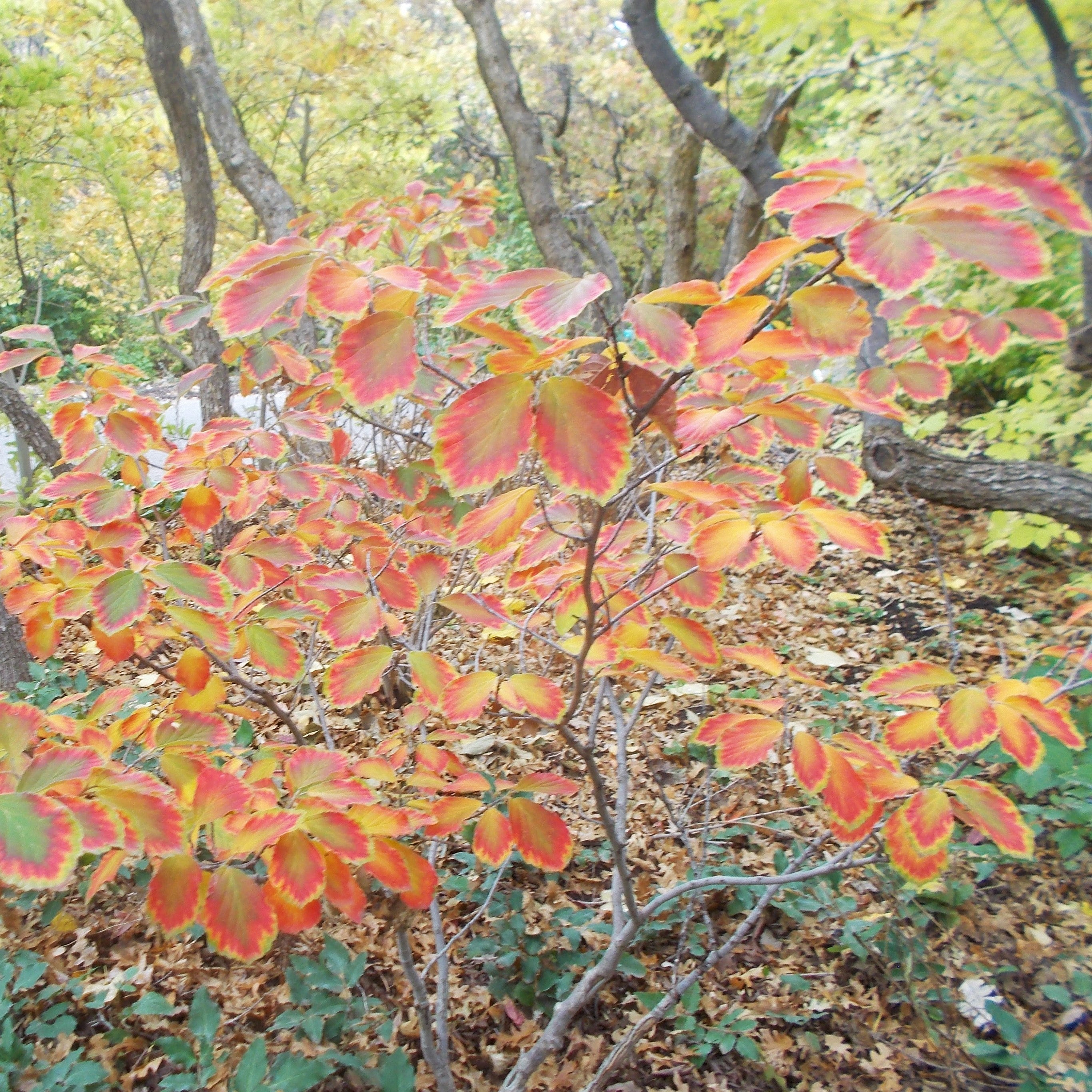 Hamamelis x intermedia 'Arnold Promise'  - Arnold Promise Witch Hazel