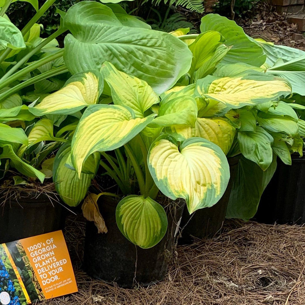 Hosta 'Stained Glass'  - Stained Glass Hosta