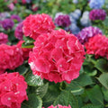 Hydrangea macrophylla 'SMNHML'  - Wee Bit Giddy® Hydrangea