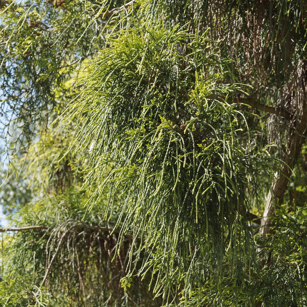 Chamaecyparis pisifera 'Aurea'  - Golden Sawara Cypress