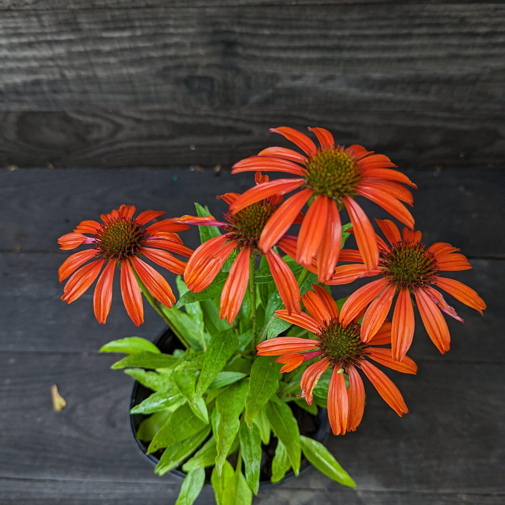 Echinacea x 'Cheyenne Spirit'  - Cheyenne Spirit Echinacea, Coneflower