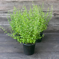Calamintha nepeta spp. nepeta  - Lesser Calamint