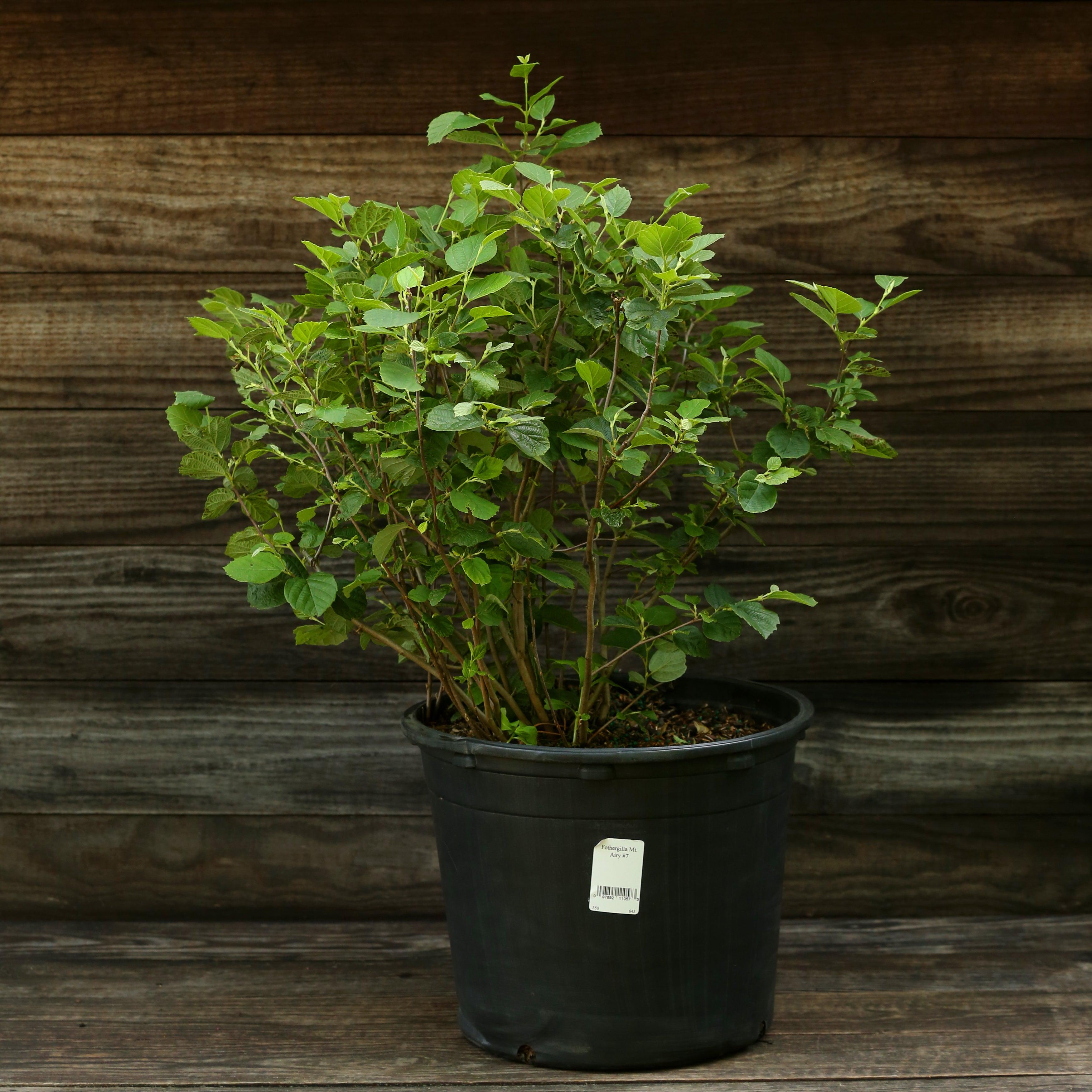 Fothergilla major 'Mount Airy'  - Mount Airy Fothergilla
