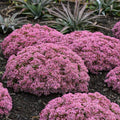 Sedum 'Pride And Joy'  - Rock 'N Grow® Pride And Joy Stonecrop