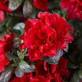Rhododendron ‘Roblez’  - Encore® Autumn Fire™ Azalea