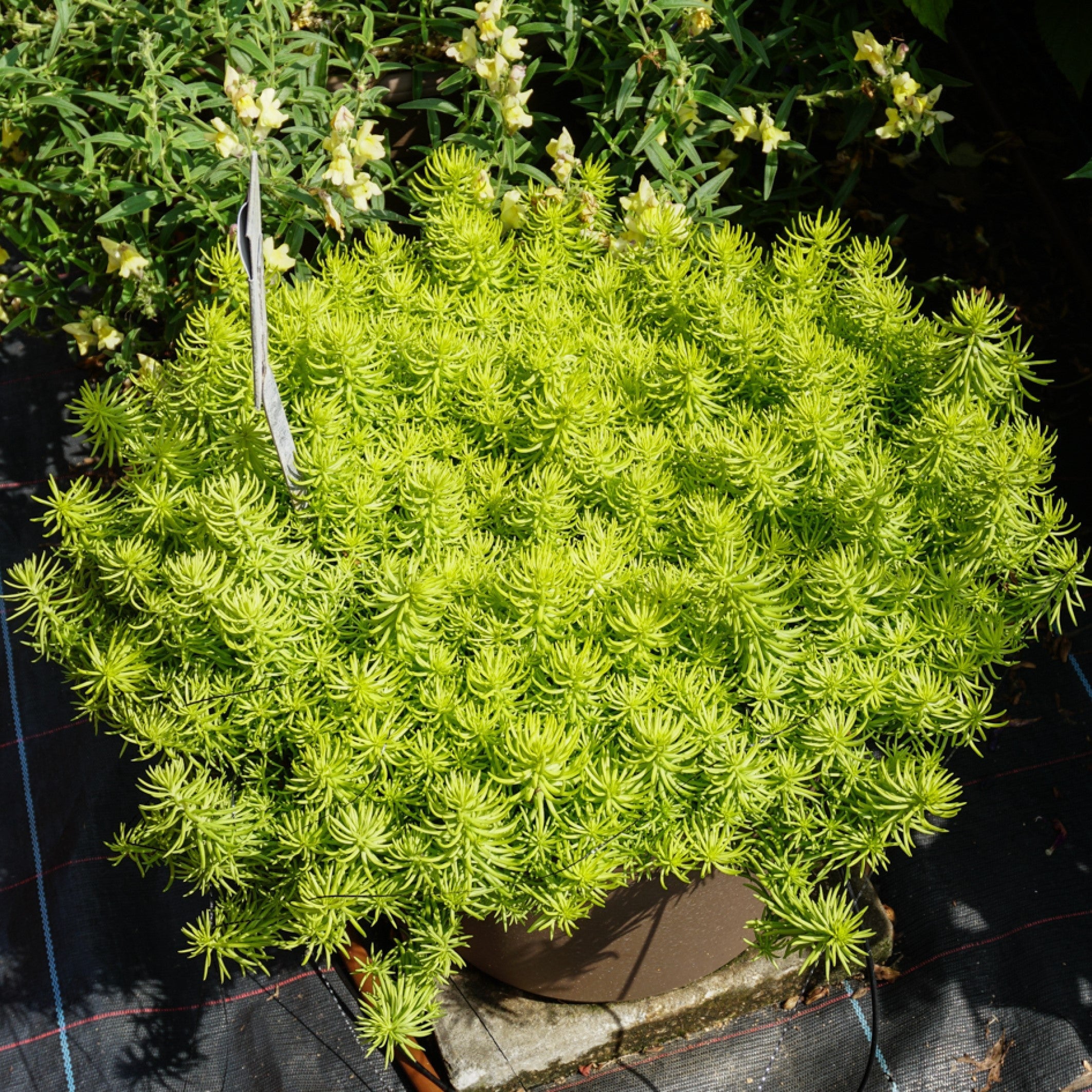 Sedum rupestre 'Prima Angelina'  - Prima Angelina Stonecrop