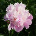 Paeonia 'Madame Emile Debatene'  - Emile Debatene Peony
