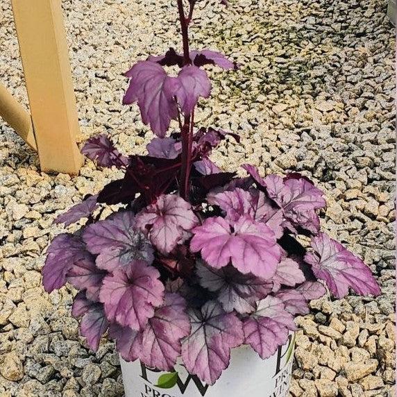Heuchera 'Wildberry'  - Dolce® Wildberry Heuchera