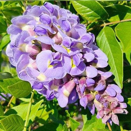 Wisteria frutescens 'Amethyst Falls'  - Amethyst Falls Wisteria