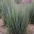 Schizachyrium scoparium 'Blue Paradise'  - 'Blue Paradise' Little Bluestem
