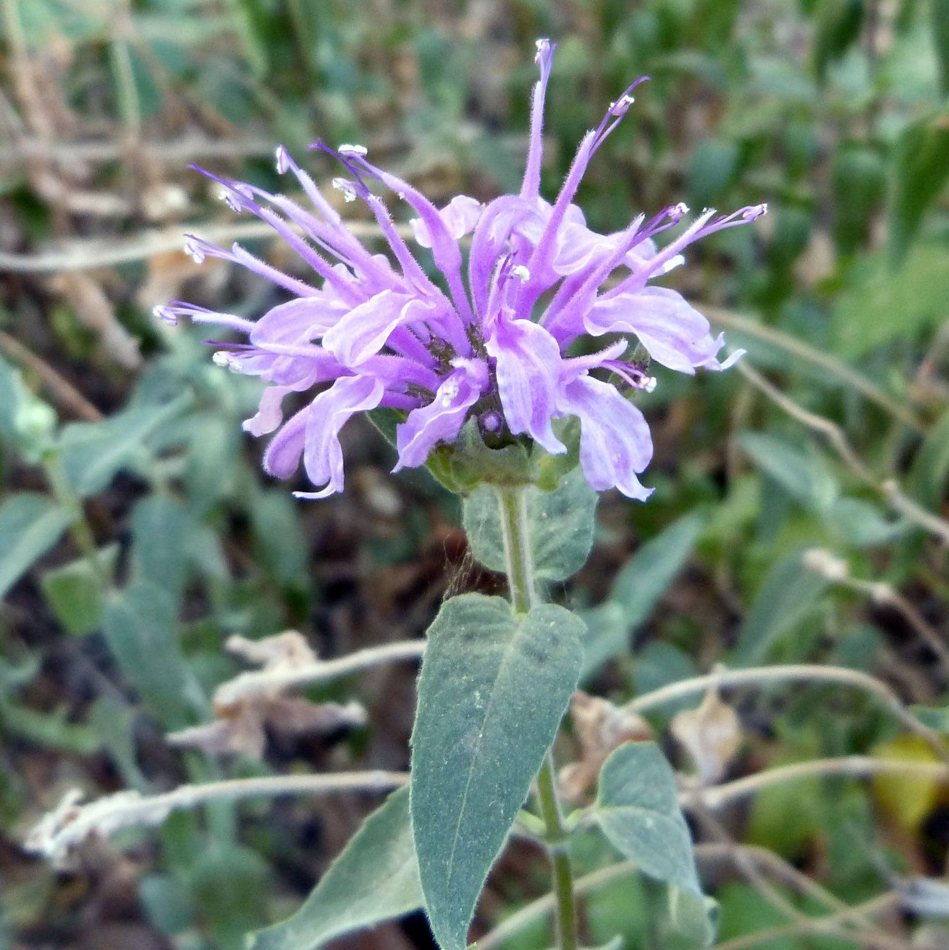 Monarda 'Blue Moon'  - Sugar Buzz® Blue Moon Bee Balm