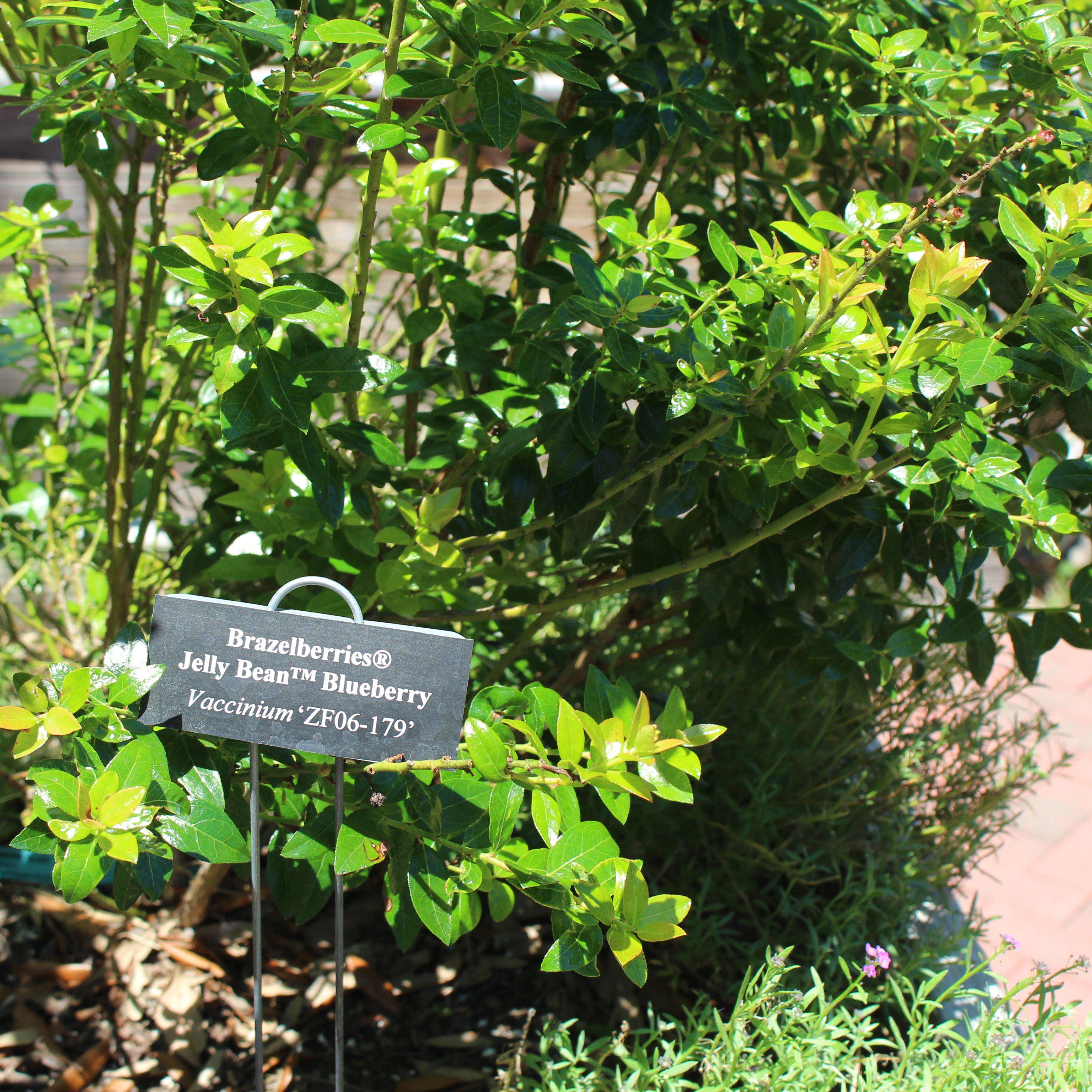 Vaccinium x 'ZF06-179'  - Jelly Bean® Blueberry